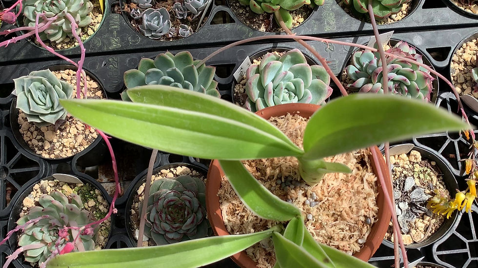 サムネイル： Eria sp. 斑入り,洋蘭,洋ラン,洋らん,育て方,植物,販売,通販,花言葉,人気,Orchid,กล้วยไม้,Orchidée,China, America,Asia,EU,USA,Euro,flower,Shop,sell,plant,T