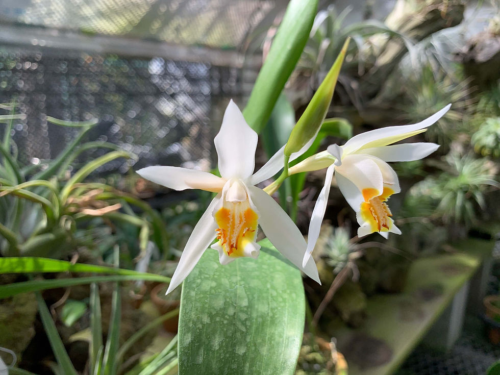 サムネイル： Coelogyne cumingii,洋蘭,洋ラン,洋らん,育て方,種類,販売,通販,花言葉,Orchids,flower,熱帯魚,アクア,多肉植物,癒し,ゲーム,アプリ,趣味の園芸,旅行,plants,インテリア,Wiki,ebay,