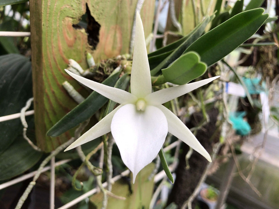 アングレカム ディディエリ Angraecum didieri(ハンギングボード)