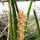 サムネイル： Dendrochilum sp(オレンジ),洋蘭,洋ラン,洋らん,育て方,種類,販売,通販,花言葉,Orchids,flower,花屋,アクア,多肉植物,癒し,趣味の園芸,パルダリウム,plants,インテリア,Wiki,ebay,
