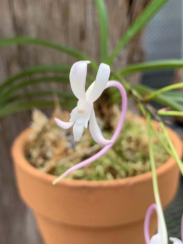 フウラン 富貴蘭・桃源 Vanda falcata | nakato-orchids