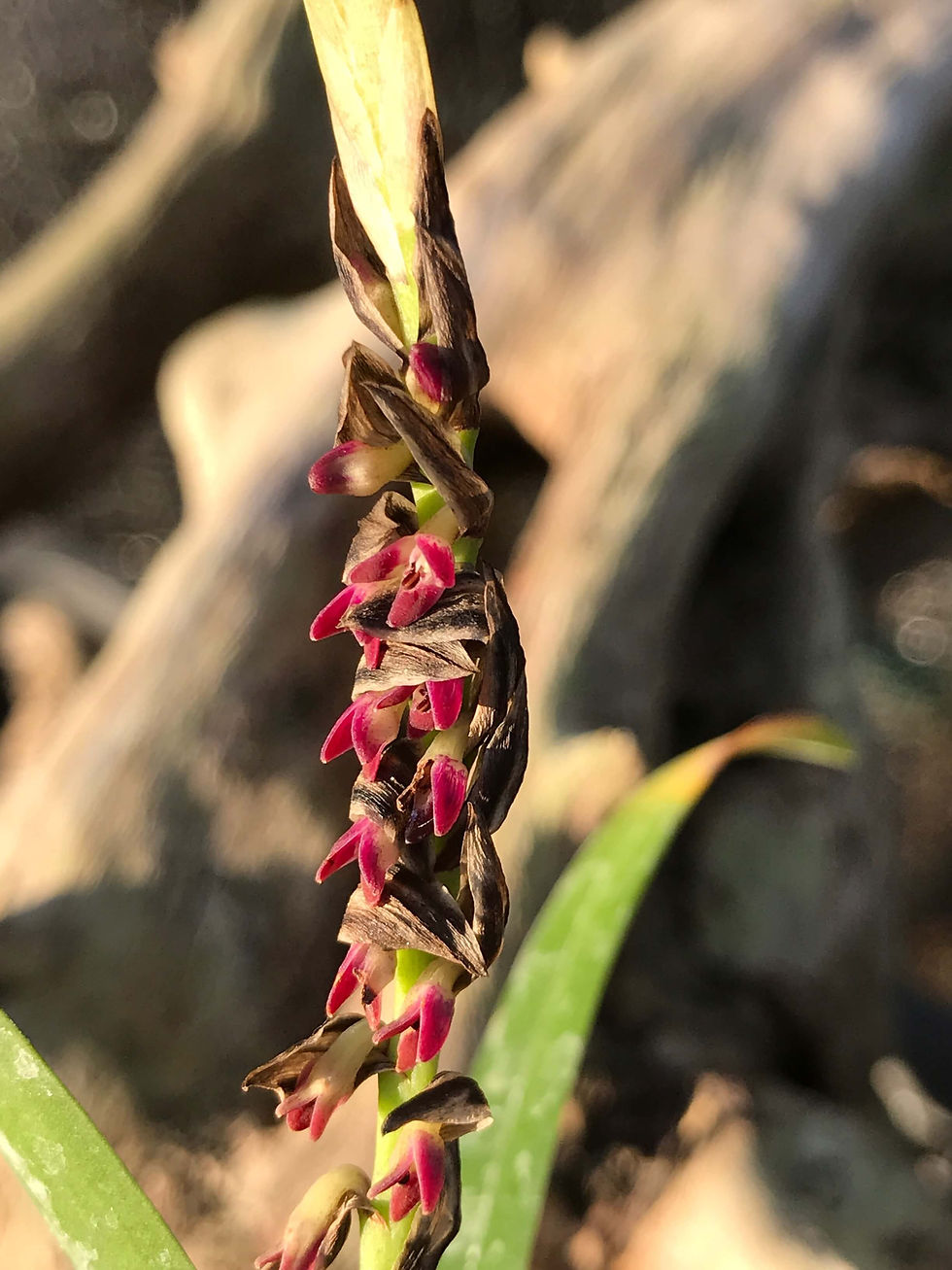 Bulbophyllum cochleatum var. bequaertii,洋蘭,洋ラン,洋らん,育て方,種類,販売,通販,花言葉,シンビジウム,の種類写真,山野草,多肉植物,エアープランツ,植物,動物,生物,Orchid,yahoo,faceb