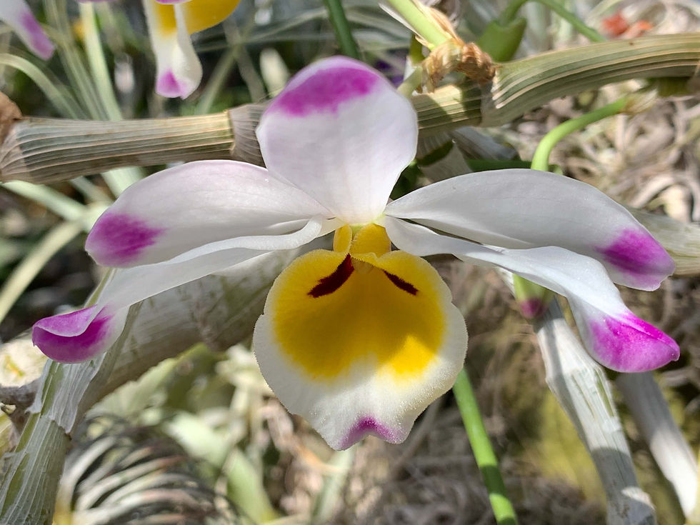 サムネイル： デンドロビューム　ワーディアナム　Dendrobium wardianum