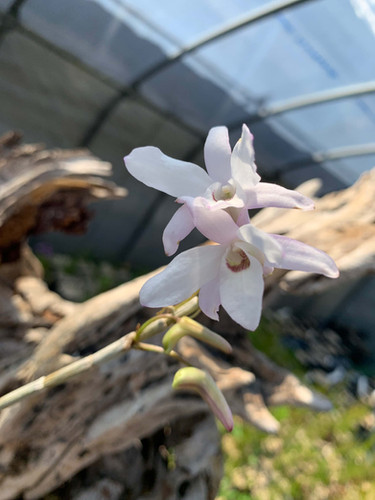 セッコク（デンドロビューム モニリフォルメ） Dendrobium moniliforme