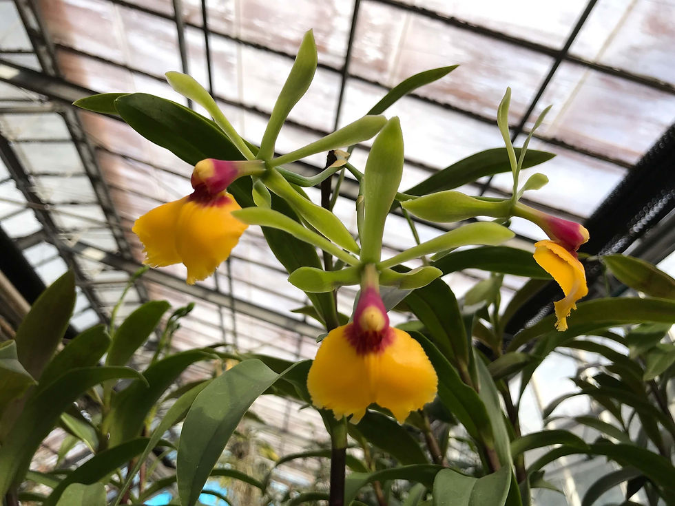 サムネイル： Epicattleya Rene Marques × Epidendrum pseudepidendrum,洋蘭,洋ラン,洋らん,育て方,種類,販売,通販,花言葉,シンビジウム,の種類写真,山野草,多肉植物,エアープランツ,植物,動物,生物,Orch