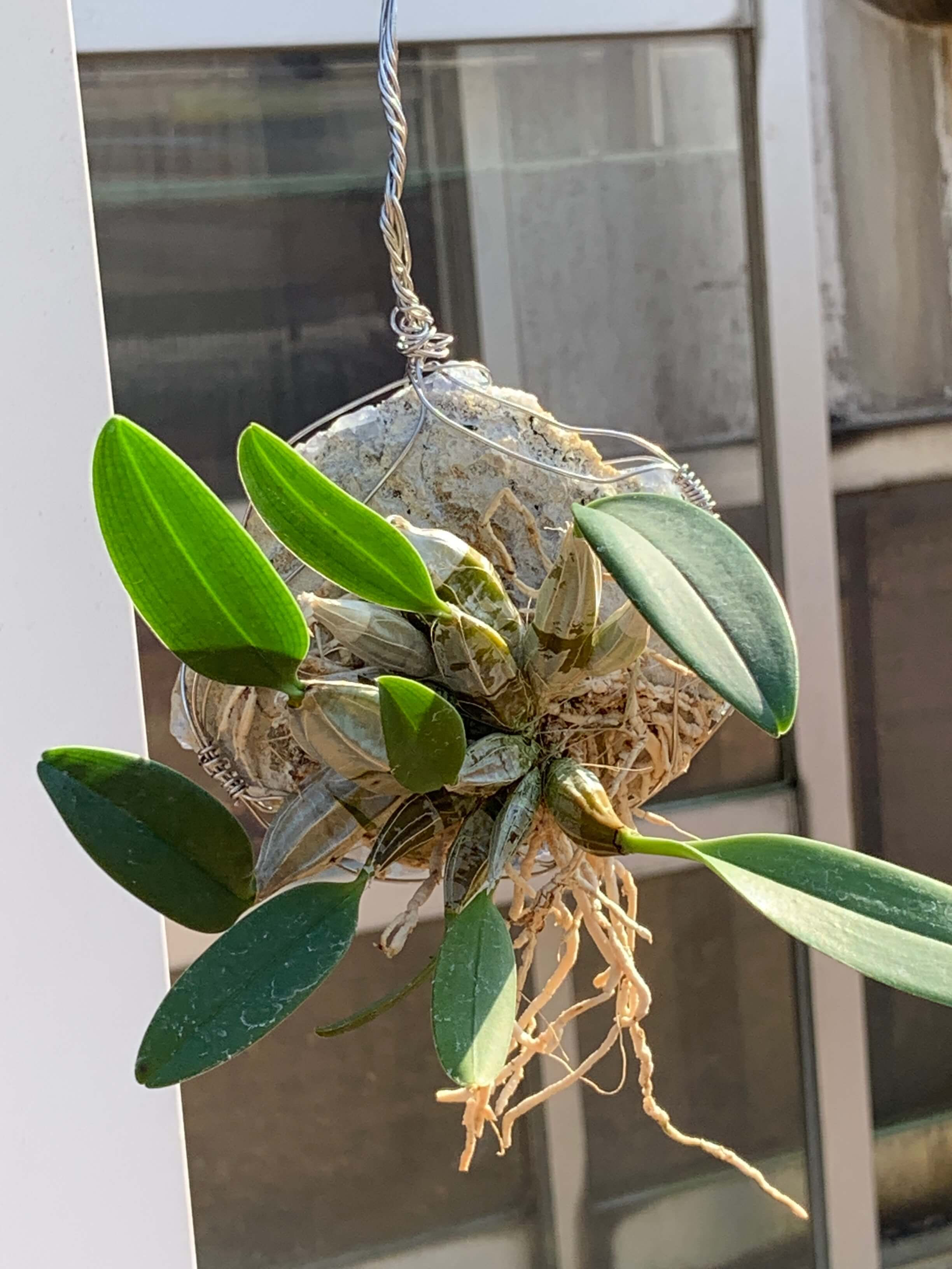 デンドロビウム リンドレイ洋蘭,洋ラン,洋らん植物,宝石,原石,天然石,ミネラル,クラスター,フローライト,蛍石,塊根,Jewelry,Gem,Jewel,Cluster,Mineral,Fluorite,販売,通販,Shop,sell,多肉植物,山