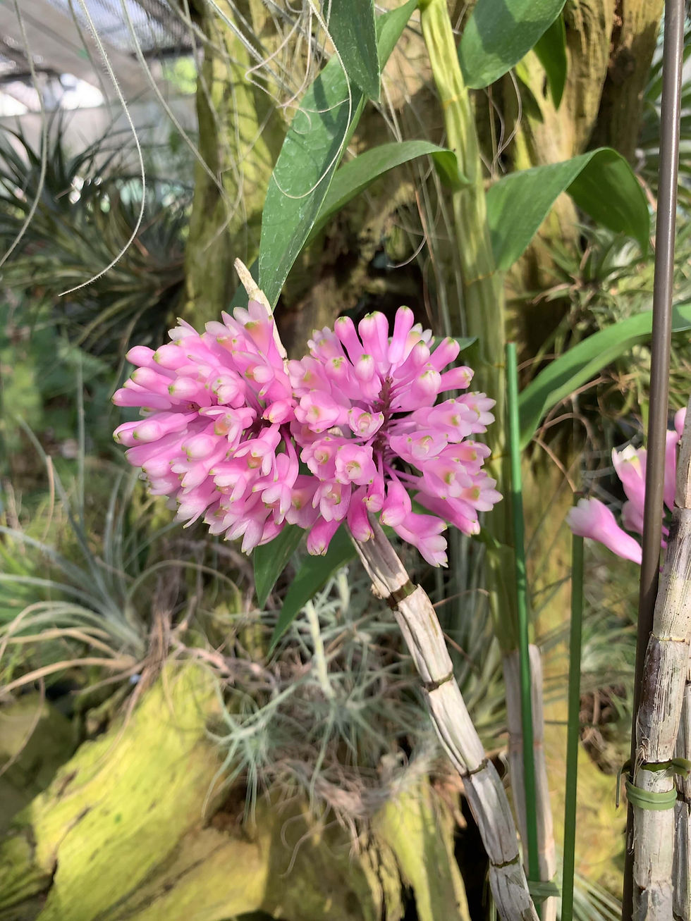 サムネイル： Dendrobium Oharano,洋蘭,洋ラン,洋らん,育て方,植物,販売,通販,花言葉,芸能人,Orchid,กล้วยไม้,Orchidée,ツイッター,花屋,Orquídea,インスタグラム,Instagram,Twitter,イベント,