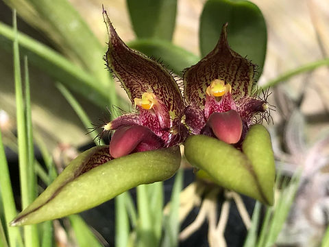 バルボフィラム ピンテゥンエンセ Bulbophyllum pingtungense | nakato