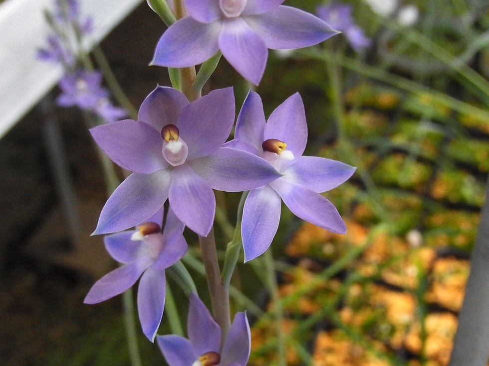 Thelymitra nuda Tall blue,洋蘭,洋ラン,洋らん,育て方,種類,販売,通販,花言葉,シンビジウム,の種類写真,山野草,多肉植物,エアープランツ,植物,動物,生物,Orchid,yahoo,facebook,amazon,楽天,