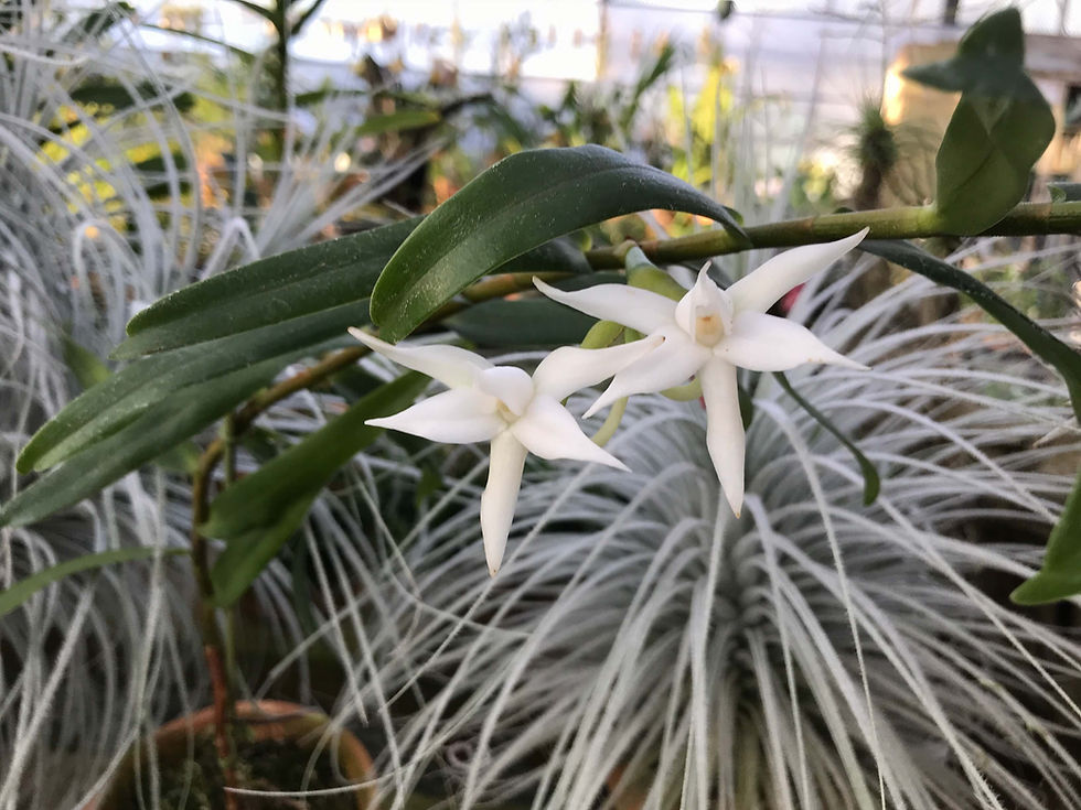 サムネイル： アングレカム　デンドロビオプシス　Angraecum dendrobiopsis