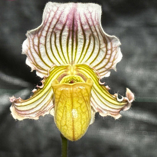 Shopグリーン | nakato-orchids