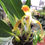 サムネイル： マキシラリア　トリロリス　Maxillaria	triloris