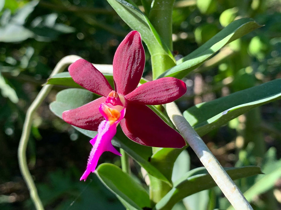 サムネイル： トリコグロテス　フィリピネンシス　ブラチアタ　Trichoglottis philippinensis var. brachiata