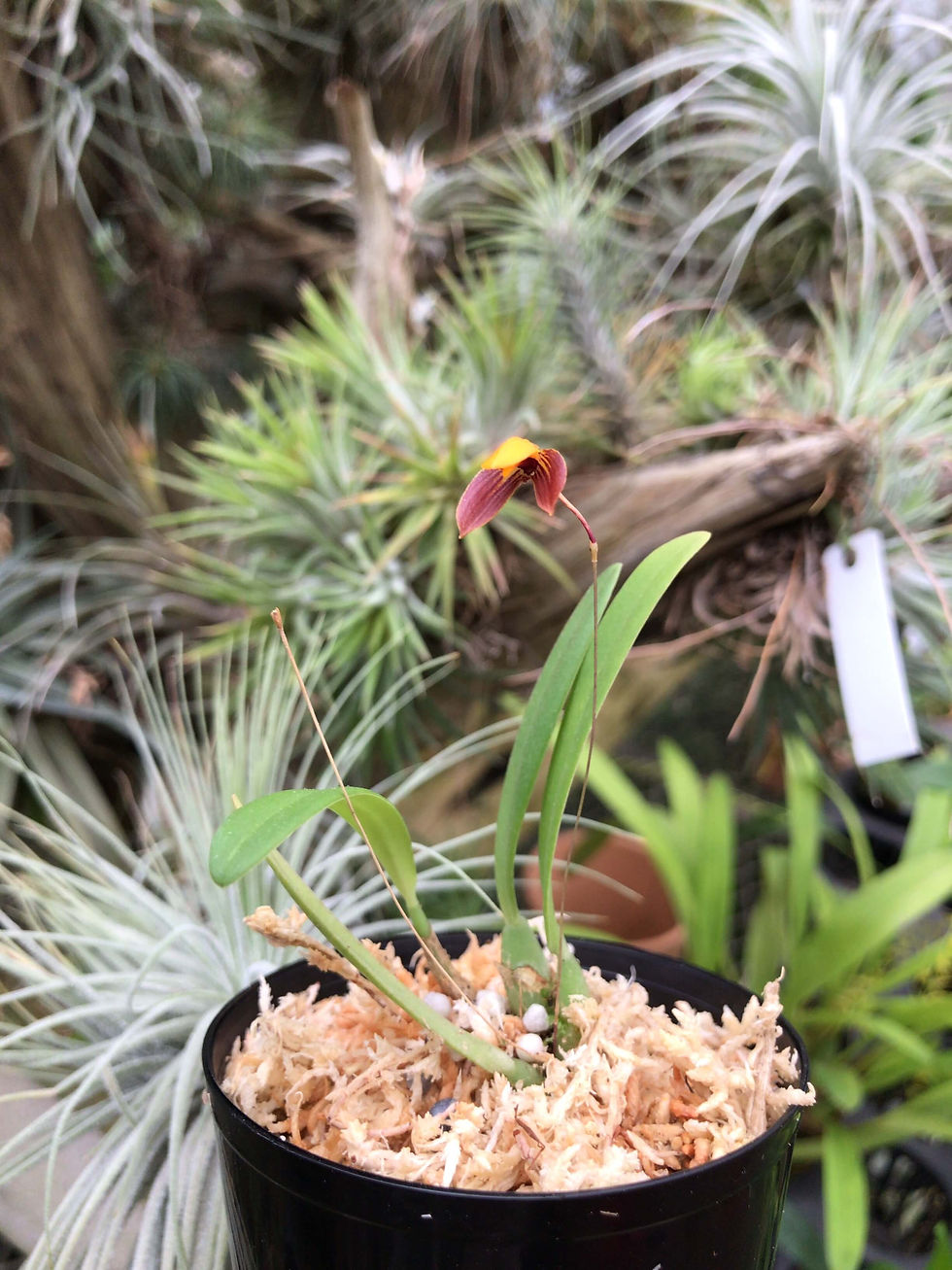 サムネイル： Bulbophyllum	sp.,洋蘭,洋ラン,洋らん,育て方,種類,販売,通販,花言葉,how to grow,Orchid,マツコ,ボタピー,東京,楽天,Youtube,ebay,BRUTUS,ブルータス,大田市場,Wiki,Google