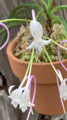 フウラン 富貴蘭・桃源 Vanda falcata | nakato-orchids