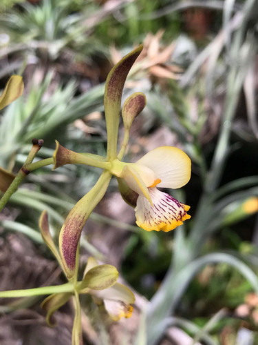 エンシクリア アラタ Encyclia alata | nakato-orchids