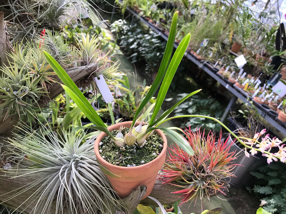 サムネイル： アクリオプシス　ジャヴァニカム Acriopsis javanica