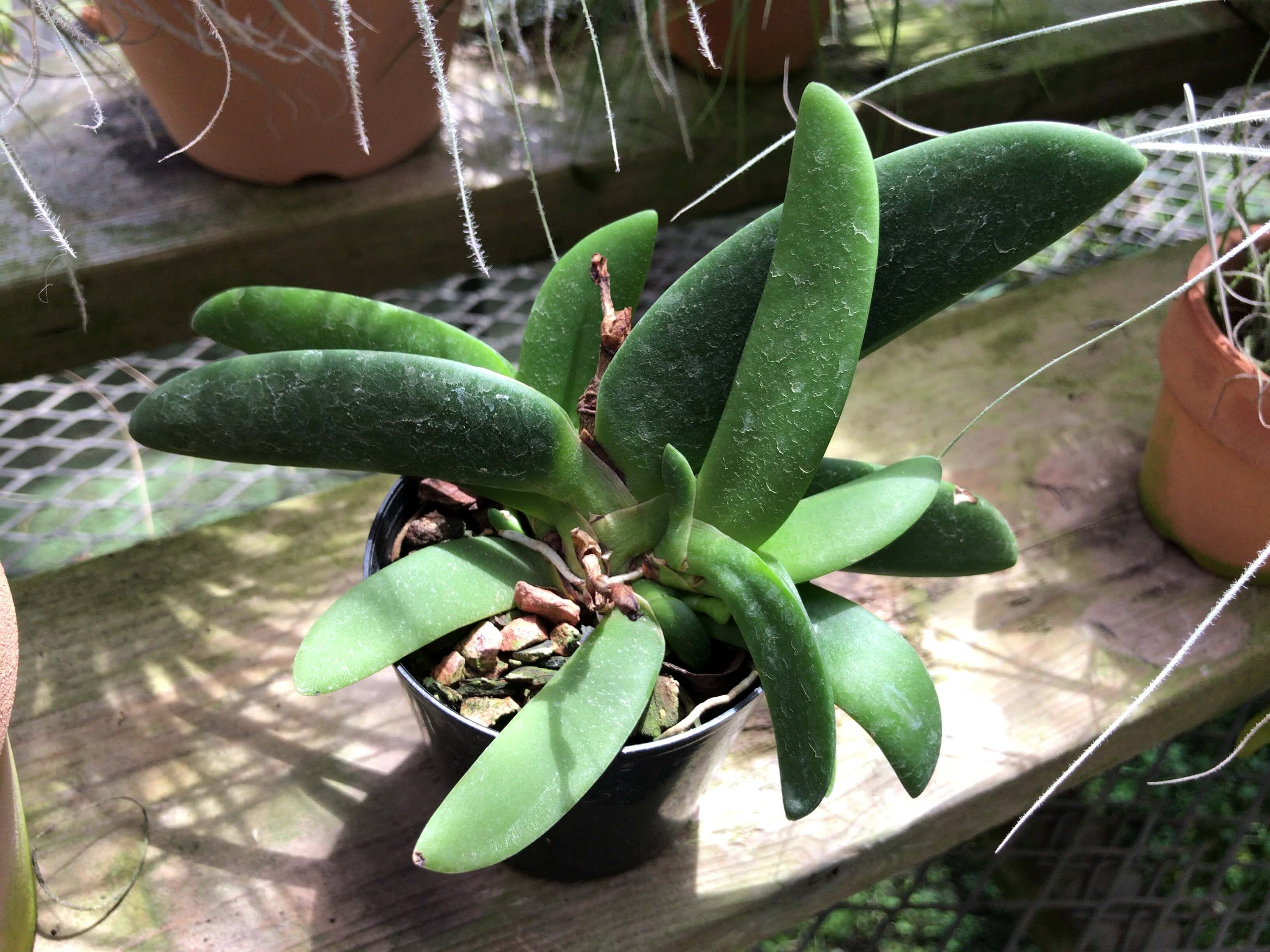 Angraecum leonis,洋蘭,洋ラン,洋らん,育て方,種類,販売,通販,花言葉,how to grow,Orchid,yahoo,facebook,amazon,楽天,Youtube,ebay,BRUTUS,ブルータス,無印,Wiki,Go