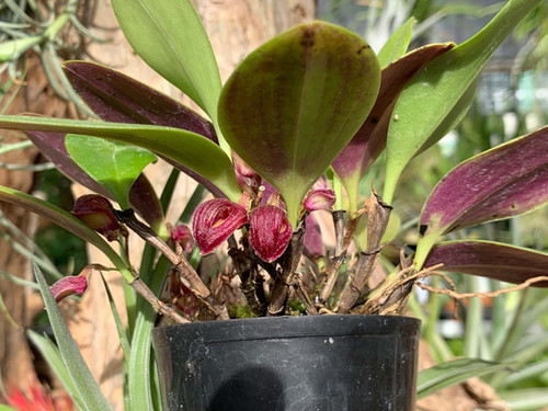 ズートロフィオン アロプルレウム Zootrophion atropurpureum | nakato