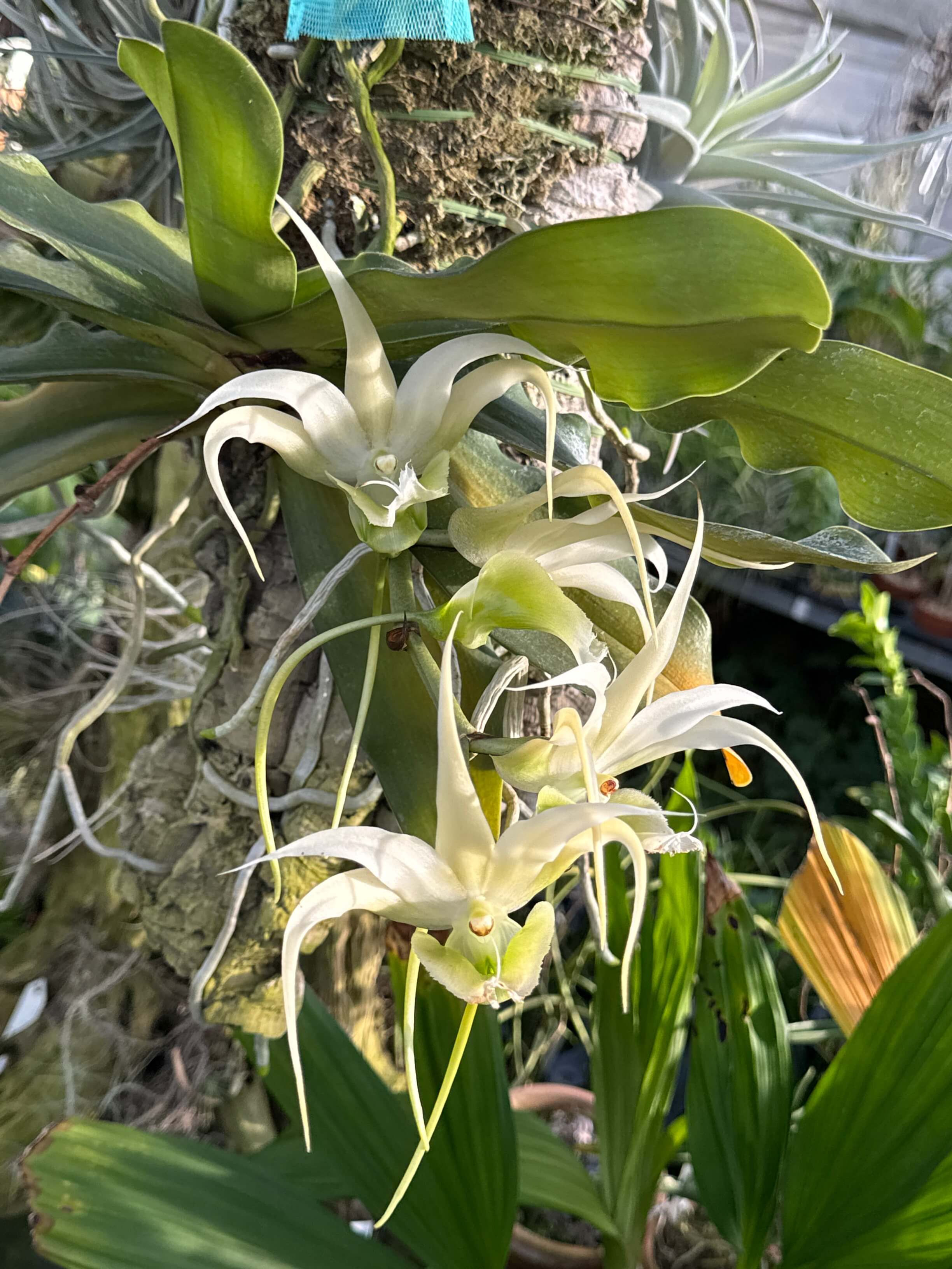 Aerangis henricii,洋蘭,洋ラン,洋らん,育て方,植物,販売,通販,花言葉,天下一植物界,花友フェスタ,THE BOTANICAL SHOW,花友フェスタ,Tokyo Botanical Meeting,オキボタ,東京,福岡,神奈川