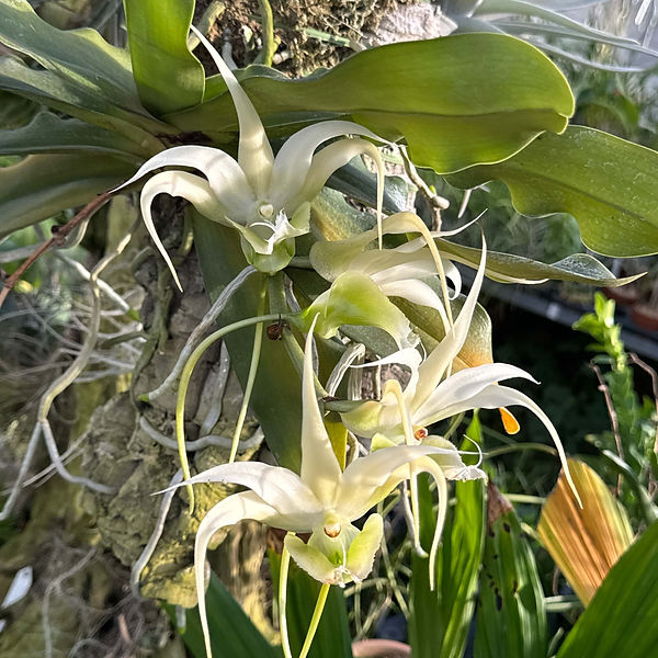 Shop冬咲き | nakato-orchids