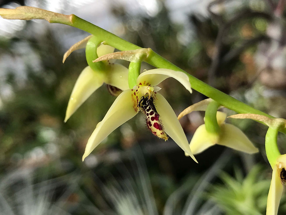 サムネイル： Bulbophyllum	tripetalum,洋蘭,洋ラン,洋らん,育て方,種類,販売,通販,花言葉,how to grow,Orchid,マツコ,ボタピー,東京,楽天,Youtube,ebay,BRUTUS,ブルータス,大田市場,Wiki,Goo