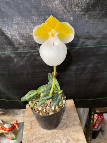 パフェオペディラム ミクランサム アルバ 中の大株 Paphiopedilum