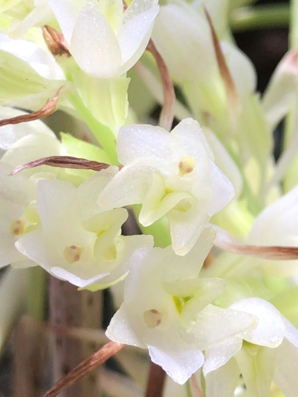 Coelia triptera ,洋蘭,洋ラン,洋らん,育て方,種類,販売,通販,花言葉,インテリア,の種類写真,BBC,google,ユニクロ,アルペン,ebay,BRUTUS,ブルータス,無印,Wiki,Google,ヤフー,ボタピー,live