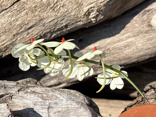 洋蘭原種　エランギス　ルテオアルバ　Aerangis エランギスとは｜育て方がわかる植物図鑑｜みんなの趣味の園芸（NHK出版）
