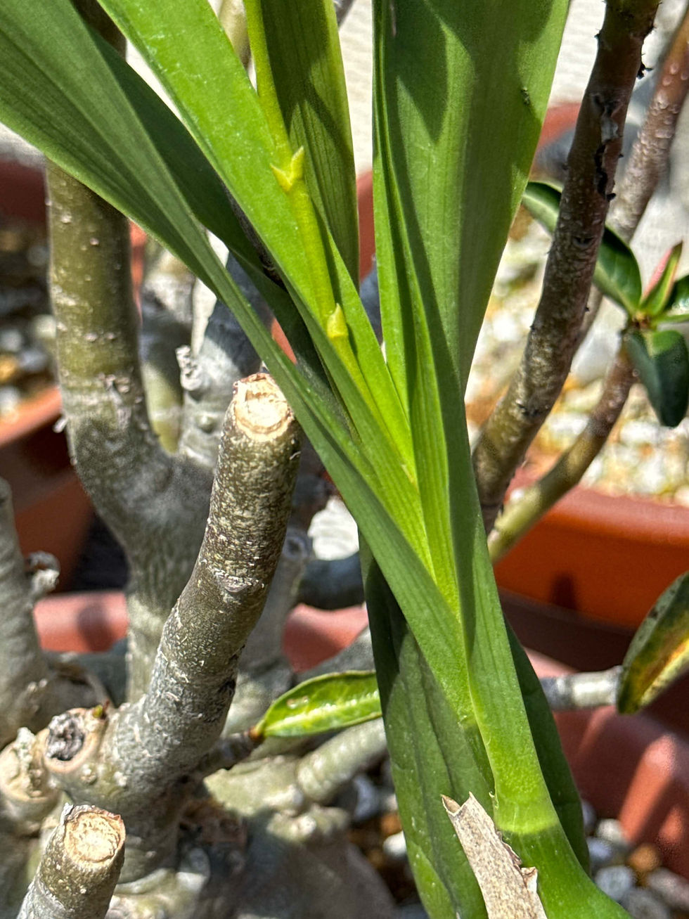 サムネイル： Encyclia fragrans`Orange',洋蘭,洋ラン,洋らん,育て方,植物,販売,通販,花言葉,東京,横浜,神戸,京都,エキゾチック,花屋,園芸,園芸店,フラワー,生産,アクアバス ,paludarium,テラリウム,水槽,アクアリウム,