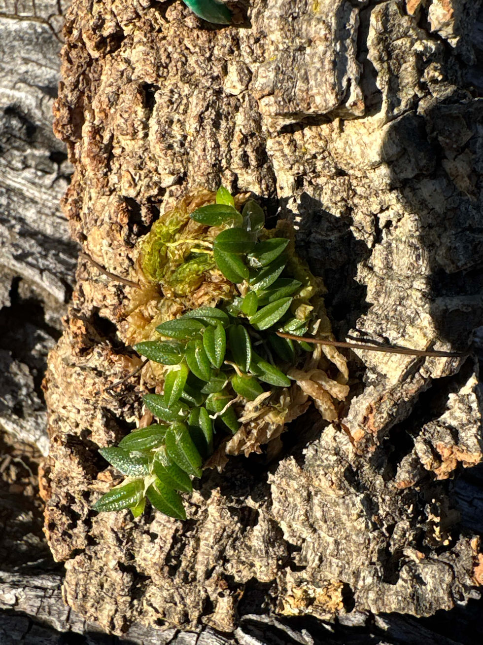 サムネイル： Dendrobium toressae,洋蘭,洋ラン,洋らん,育て方,植物,販売,通販,花言葉,天下一植物界,花友フェスタ,THE BOTANICAL SHOW,花友フェスタ,Tokyo Botanical Meeting,東京,福岡,神奈川