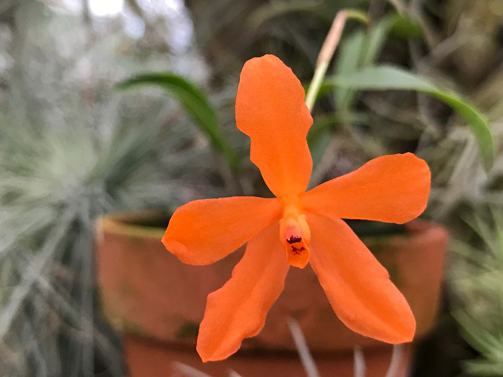 Nakato YouranEn中藤洋蘭園０４２－５７４－３４８７ネオコグニアウキシア　モノフィラ　Neocogniauxia monophyllaHomeOrchids Store