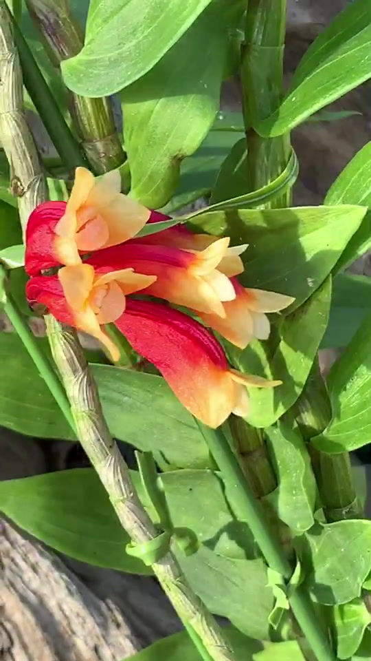 サムネイル： Dendrobium lawesii fma. bicolor,洋蘭,洋ラン,洋らん,育て方,植物,販売,通販,花言葉,芸能人,Orchid,珍奇植物,全日本蘭協会,ツイッター,花屋,ボーダーブレイク,インスタグラム,Instagram,Twitte