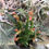 サムネイル： Liparis gibbosa,洋蘭,洋ラン,洋らん,育て方,種類,販売,通販,花言葉,how to grow,Orchid,マツコ,ボタピー,東京,花屋,Youtube,NHK,BRUTUS,ブルータス,大田市場,Wiki,Google