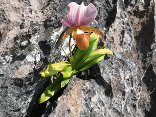 ランの本場タイの話　自生地編