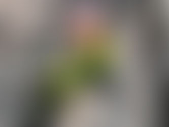 ランの本場タイの話　自生地編