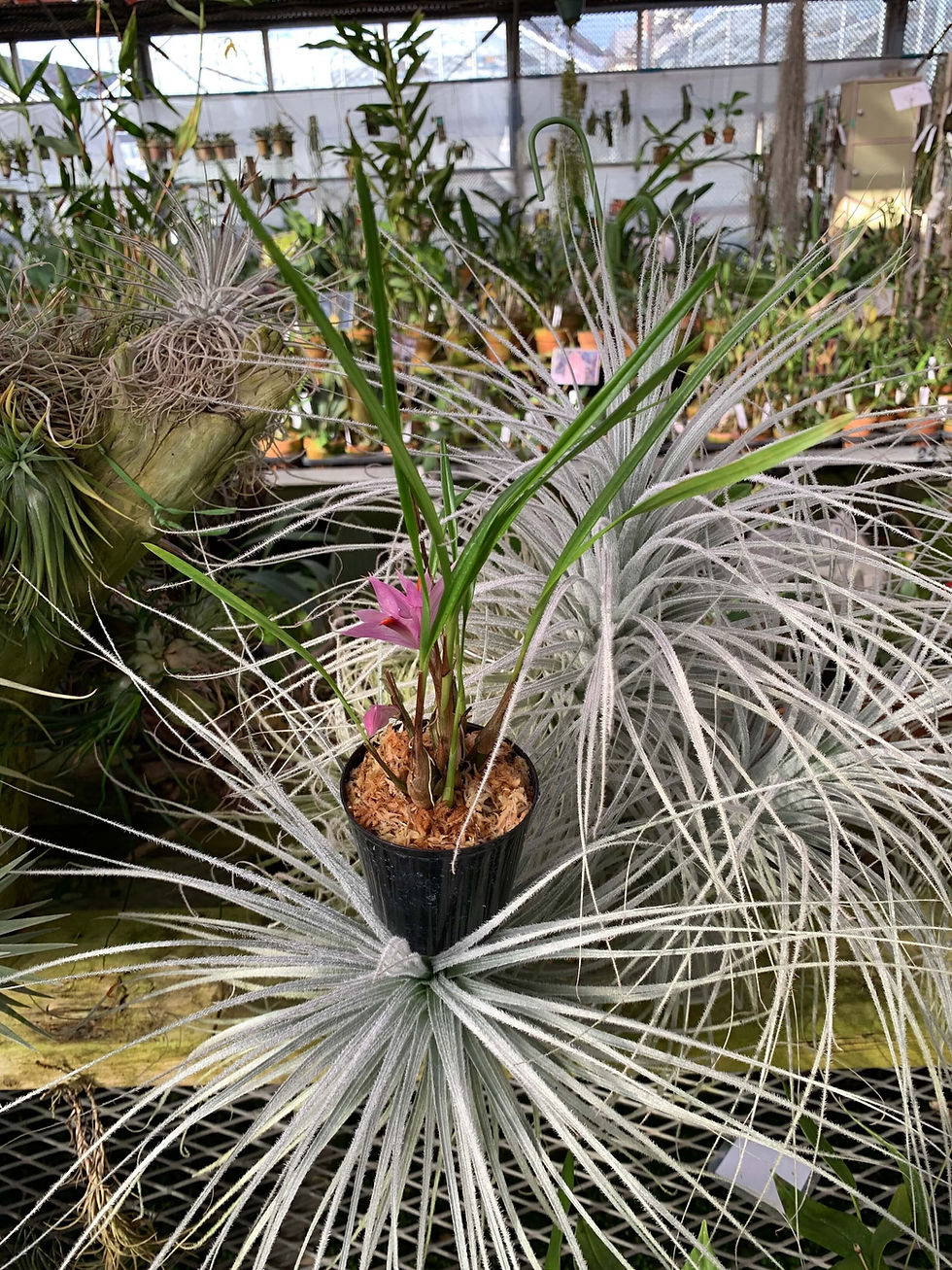 サムネイル： デンドロビューム　ビオラセウム Dendrobium violaceum