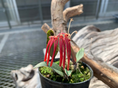 バルボフィラム 不明種 ベトナム産 Bulbophyllum sp. ベトナム産