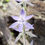 サムネイル： Thelymitra aristata Orld Japanese clone,洋蘭,洋ラン,洋らん,育て方,植物,販売,通販,花言葉,芸能人,Orchid,กล้วยไม้,Orchidée,ツイッター,花屋,Orquídea,インスタグラム,In