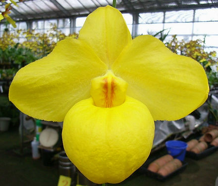 洋ラン原種 Paph. armeniacum パフィオペデュラム アルメニアカム NKT-129 × NKT-1 Paphiopedilum