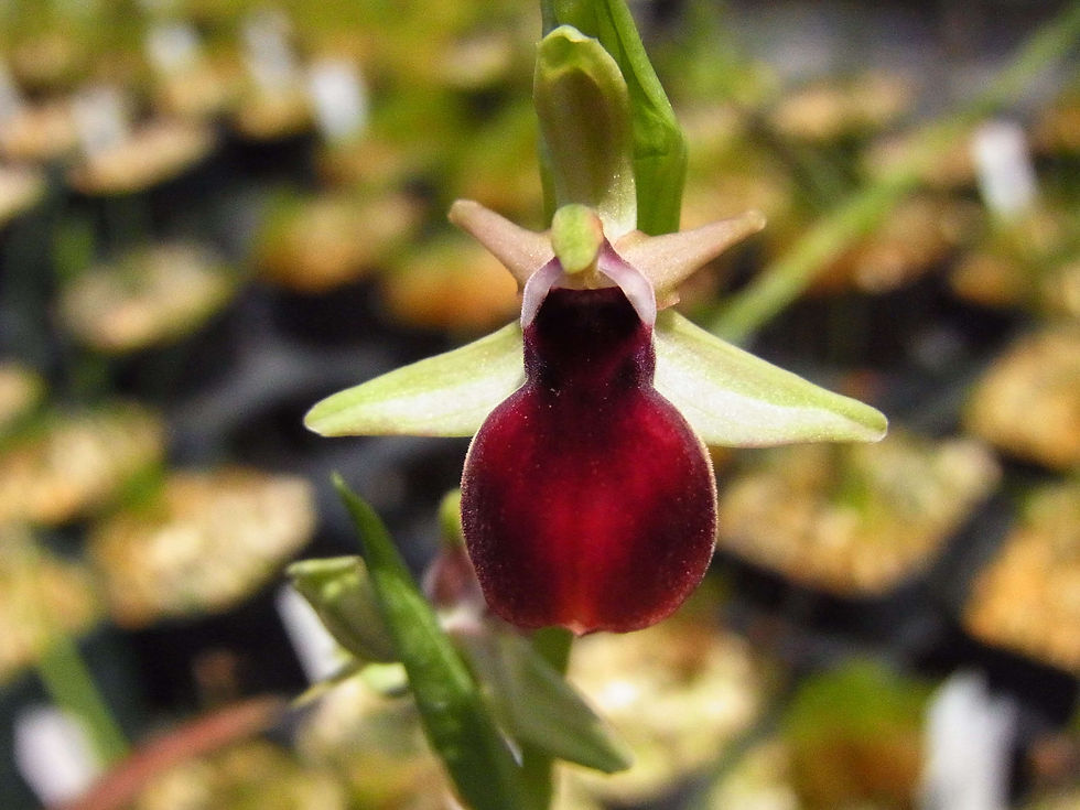 Ophrys helenae,洋蘭,洋ラン,洋らん,育て方,種類,販売,通販,花言葉,シンビジウム,の種類写真,山野草,多肉植物,エアープランツ,植物,動物,生物,Orchid,yahoo,facebook,amazon,楽天,Youtube,ニュー