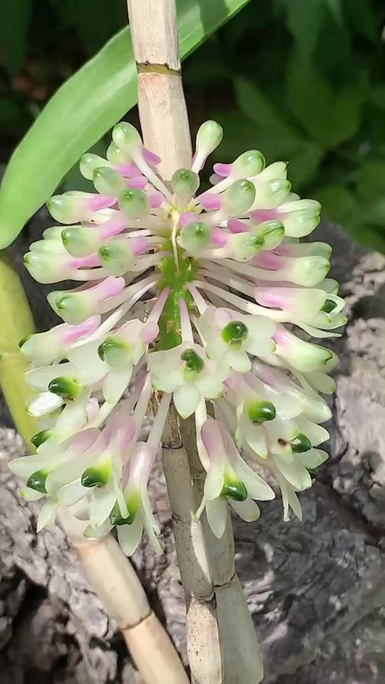 サムネイル： Dendrobium smillieae,洋蘭,洋ラン,洋らん,育て方,植物,販売,通販,花言葉,芸能人,Orchid,กล้วยไม้,Orchidée,ツイッター,花屋,Orquídea,インスタグラム,Instagram,Twitter,イベン