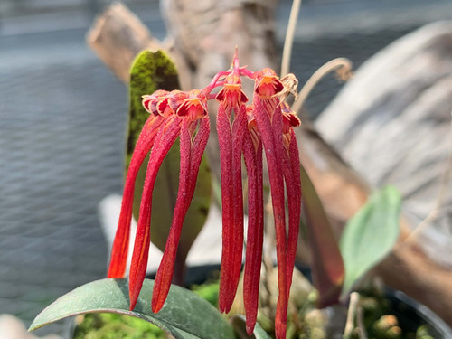 希少な原種 バルボフィラム ネグリネンシス(Vietnam産)NO2 バルボフィラム 不明種 ベトナム産 Bulbophyllum sp. ベトナム産