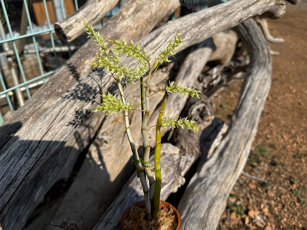 サムネイル： Dendrobium pycnostachyum,洋蘭,洋ラン,洋らん,育て方,植物,販売,通販,花言葉,東京,横浜,神戸,京都,エキゾチック,花屋,園芸,園芸店,農業,生産,ビザールプランツ,テラリウム,珍奇植物,アクアリウム,,,,,,,,