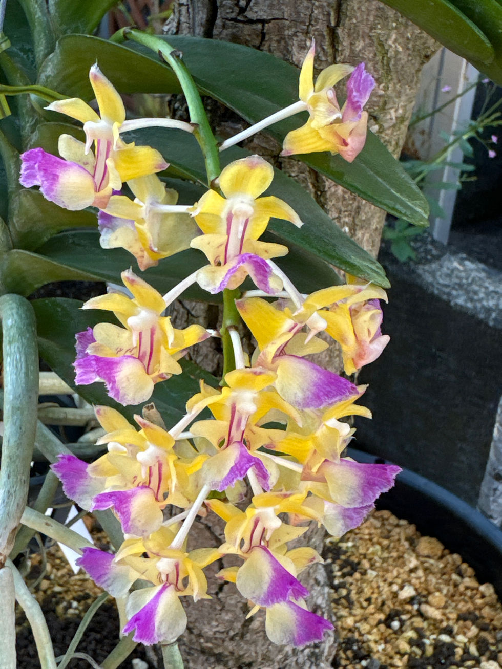 サムネイル： Aerides houlletiana,洋蘭,洋ラン,洋らん,育て方,植物,販売,通販,花言葉,人気,Orchid,กล้วยไม้,Orchidée,China, America,Asia,EU,USA,Euro,flower,Shop,sell,