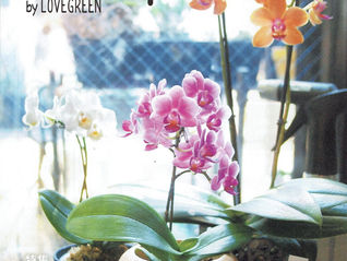 フリーペーパーBotapiiに当園が掲載されました。