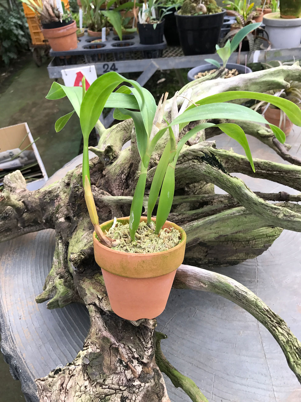 サムネイル： Hormidium bulbosum,洋蘭,洋ラン,洋らん,育て方,種類,販売,通販,花言葉,シンビジウム,の種類写真,山野草,多肉植物,エアープランツ,植物,動物,生物,Orchid,yahoo,facebook,amazon,楽天,Youtube