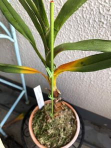 アングレカム　アメイジング　グレイス　Angraecum Amazing Grace の栽培質問