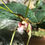 サムネイル： Dendrobium tetragonum,洋蘭,洋ラン,洋らん,育て方,種類,販売,通販,花言葉,インテリア,写真,ボタピー,Botapii,BBC,google,ユニクロ,アルペン,ebay,BRUTUS,ブルータス,無印,Wiki,Google