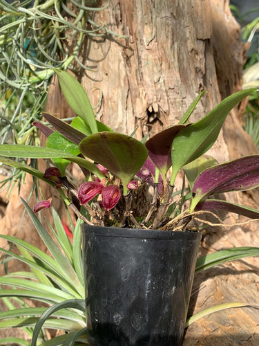 ズートロフィオン アロプルレウム Zootrophion atropurpureum | nakato